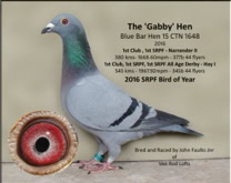Gabby Hen 15-CTN-1648 2016 SRPF Birt of Year